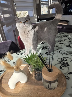 BKH Deckkater (Bg.A)