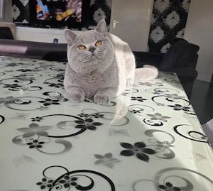 BKH Deckkater (Bg.A)