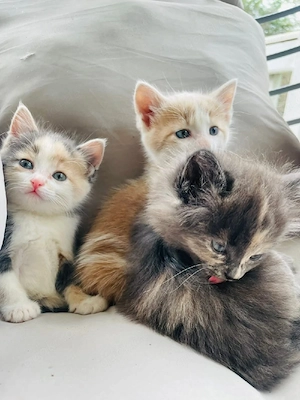 Unsere süßen Maine Coon   EKH Mix Kätzchen suchen ein liebevolles Zuhause!