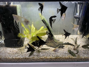  Skalare aus eigener, liebevoller Nachzucht 