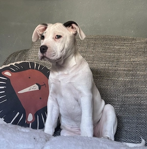 Welpen 12 wochen in gute Hände abzugeben 