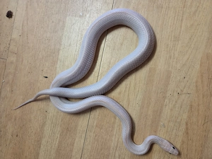 1.0 Kornnatter Hypo Lavender stripped het Anery