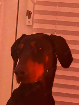 Doberman Hündin 