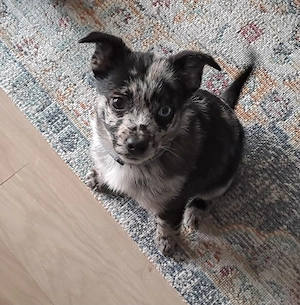 Pomchi Black Merle