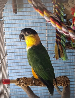 Grünzügelpapagei  Bild 3