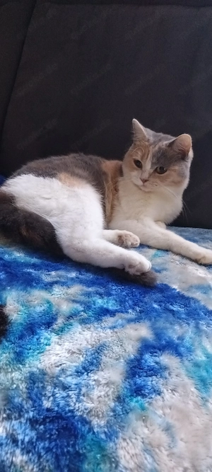 BKH Mädchen sucht Liebhaberplätzchen 