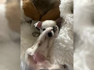 chiuhua weibchen sucht zuhause 