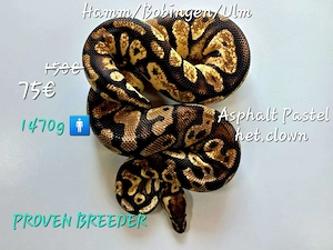 Aspalt Pastel het.clown PROVEN BREEDER