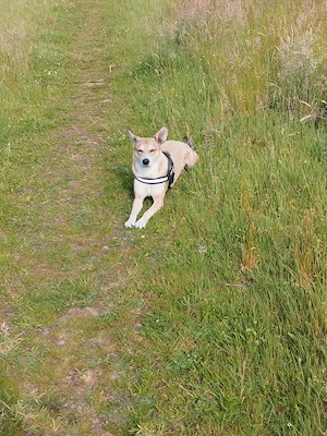 Suche dringend 1-2 Zimmer Wohnung mit Hund 