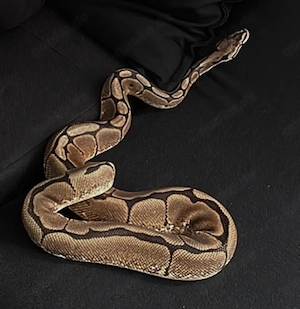 Königspython  Spider  inkl. komplettem Terrarium