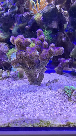 Stylophora Milka korallen meerwasser 