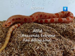 1,0 AERA + 0,1 ERA NZ2022 zusammen für 380 