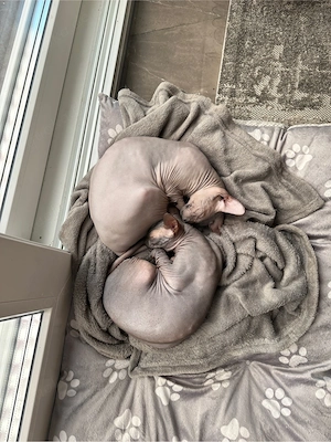    Liebevolles Sphynx-Geschwisterpärchen sucht gemeinsames Zuhause 