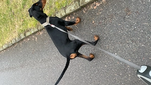 Doberman Hündin 