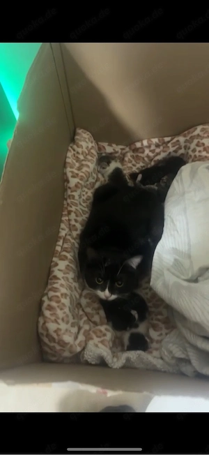 katzenmutter mit kitten