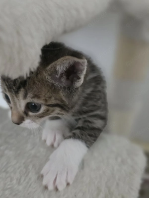 Kleine süße Kätzchen zu verkaufen   