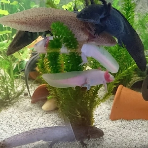     Axolotl Freunde gesucht     WhatsApp Gruppe für Austausch & Hilfe