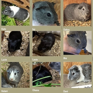 Meerschweinchen Weibchen 