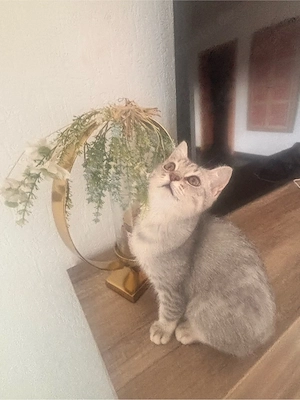 Reinrassige BKH 4 monate alt