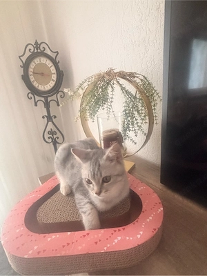 Reinrassige BKH 4 monate alt