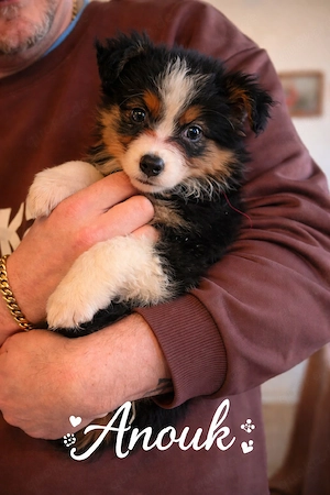 Australian Shepherd Welpen 