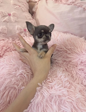 Mini Teacup Chihuahua Hündin 