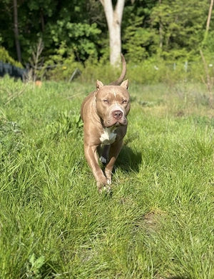 American Bully XL mit Stammbaum 