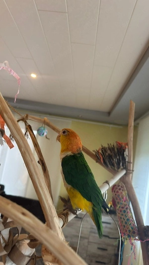 Rostkappenpapageien   Pärchen (Naturbrut) abzugeben