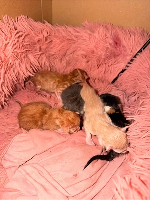 maine coon mix Kitten 