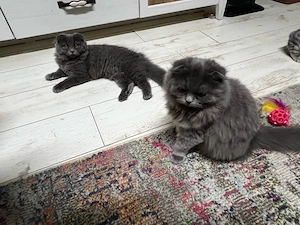 Süßer Kater sucht liebevolles Zuhause   Berlin