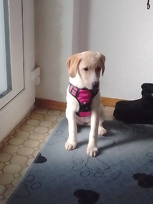 Labrador  - Beagle Hündin 