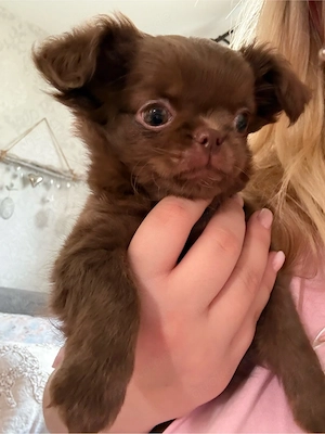 Kleine Chihuahua-Prinzessin  Cookie