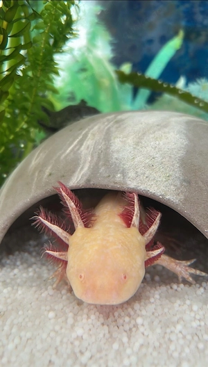 Axolotl weiblich + männlich 