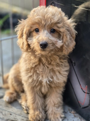 Zwerg kleinpudel welpen 