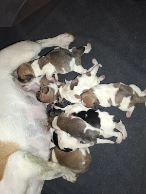 Jack Russel Terrier Welpen