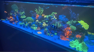 Meerwasser Fische Korallen Beckenauflösung Aqaurium Auflösung