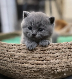 bezaubernde BKH Kitten in DarkChocolate Brown Blue