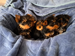 Yorkshire Terrier Welpen