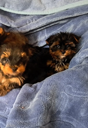 Yorkshire Terrier Welpen