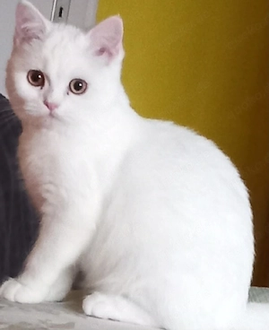 Bkh katze in liebevolle Hände abzugeben. 