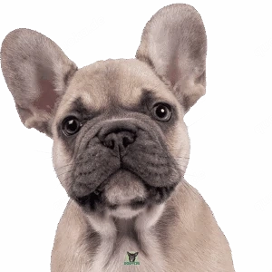 Ich bin auf der Suche nach einer Französischen Bulldogge auf Raten 