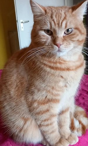 Bkh kater in liebevolle Hände abzugeben. 