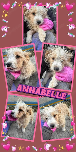 kleines, zuckersüßes Welpenmädchen "Annabelle" sucht ein liebevolles Zuhause 