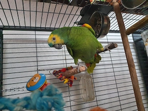 Schöne Venezuela Amazone 