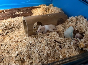 Hamsterbabys Teddyhamster 