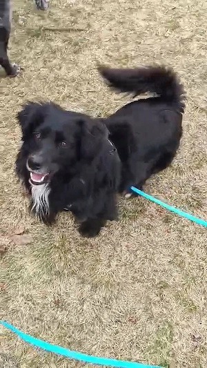 sehr lieber, mit Artgenossen super verträglicher, kleiner Rüde "Kiro" sucht ein schönes Zuhause