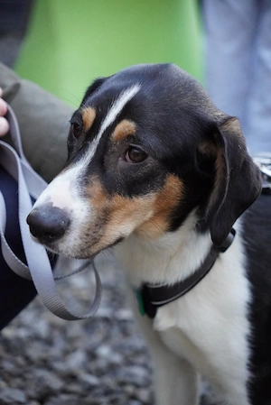Unsere Traumhündin Manda sucht ihre Menschen fürs Leben