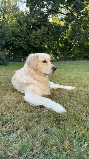 Golden Retriever Deckrüde 