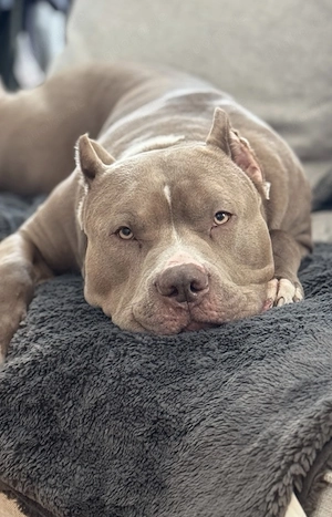 American Bully XL mit Stammbaum 