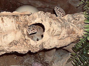 Leopardengeckos mit Terrarium 